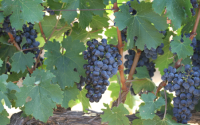 Hanging tough: Local wine cultivars adapt to climate change